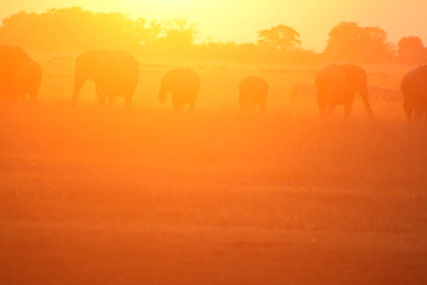 Chobe National Park, Botswana