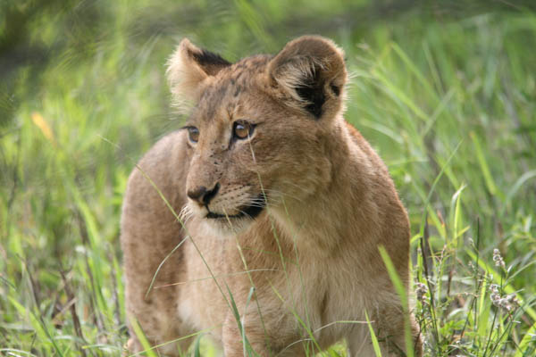 Look out for Lion cubs, in Kruger National Park, South Africa as part of your tailor made South Africa holiday