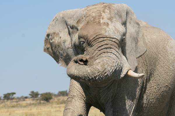 Complete Namibia, Etosha Elephant