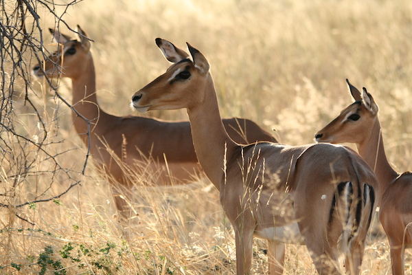 Botswana Moremi Savute Chobe