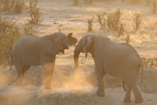 Hwange National Park, Zimbabwe