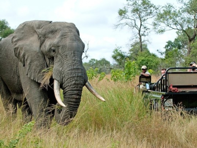 Notten's Bush Camp, Kruger National Park, game drive, Kruger luxury safaris