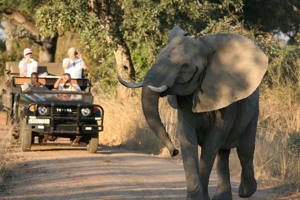 South Luangwa game drive, Zambia