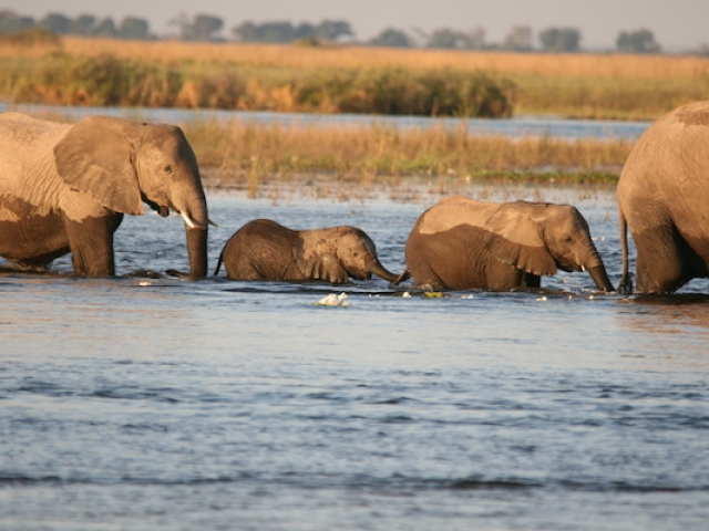 Chobe elephants, Botswana
