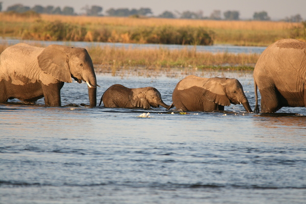 Chobe elephants, Botswana