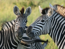 Zebra, Kruger safari, South Africa