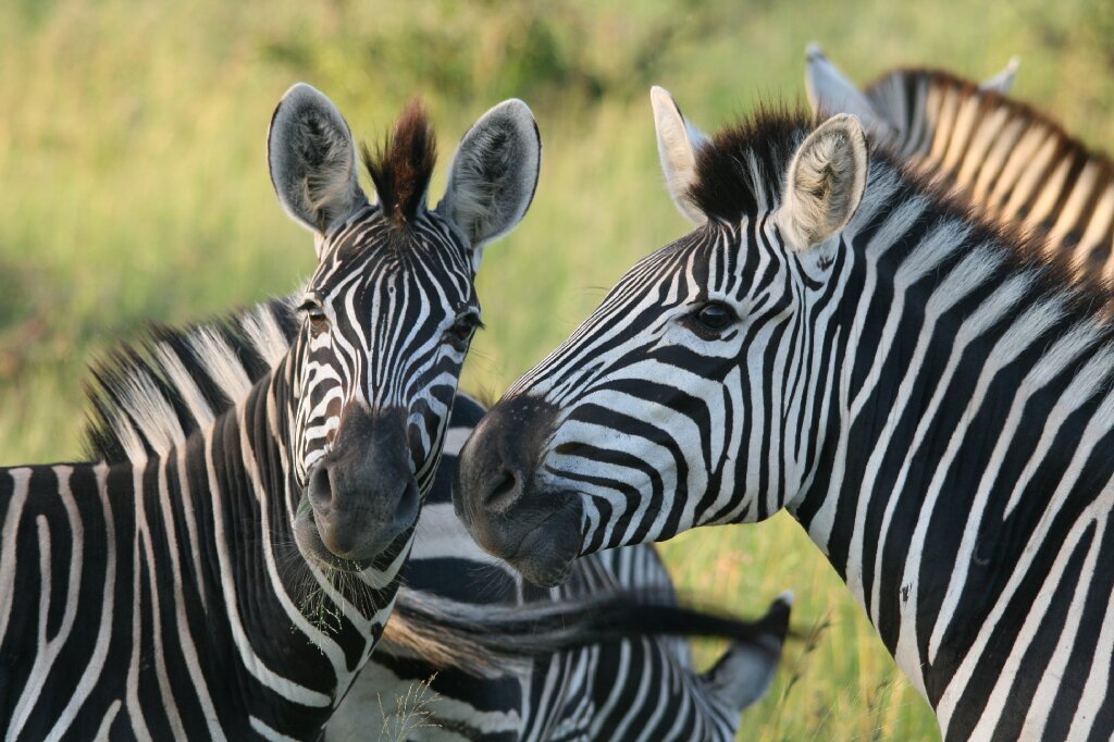 Zebra, Kruger safari, South Africa