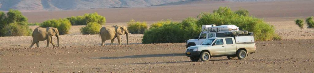 Puros desert elephants, Namibia