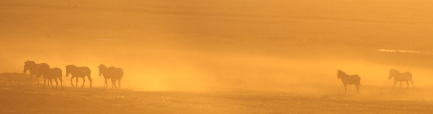 Sunset zebras on Chobe Riverfront