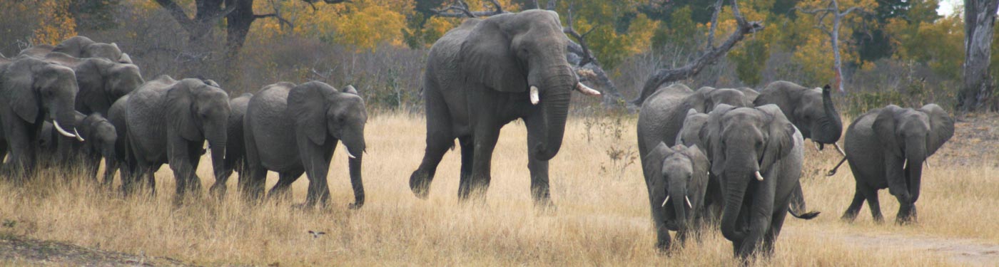 Victoria Falls and Hwange