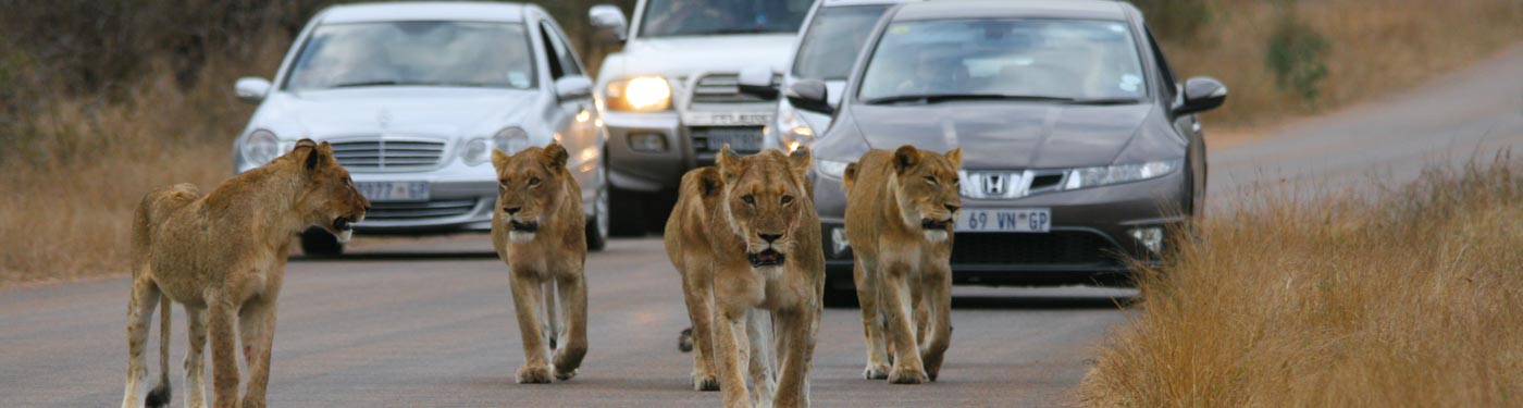 A 3 night self-drive safari in Kruger – how lucky can you be?