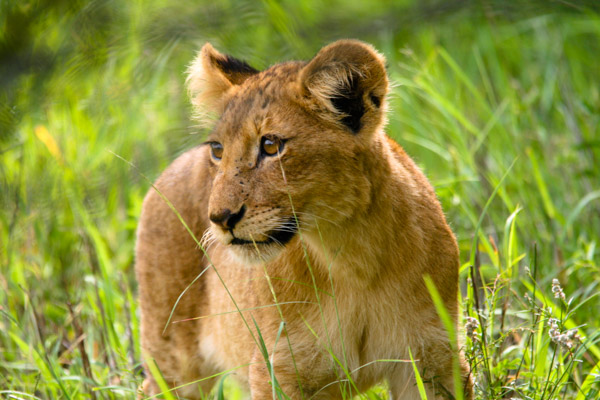 Lion, Kruger National Park, South Africa