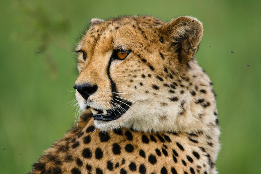 Kruger National Park, South Africa