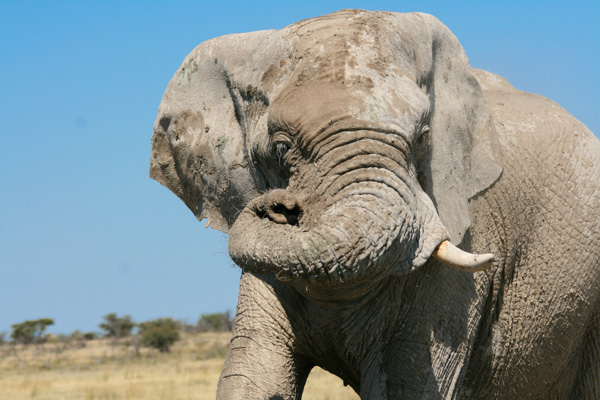 Etosha National Park