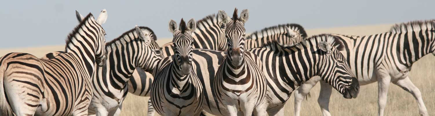 Etosha