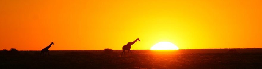 Sunset giraffe Etosha, Namibia, banner