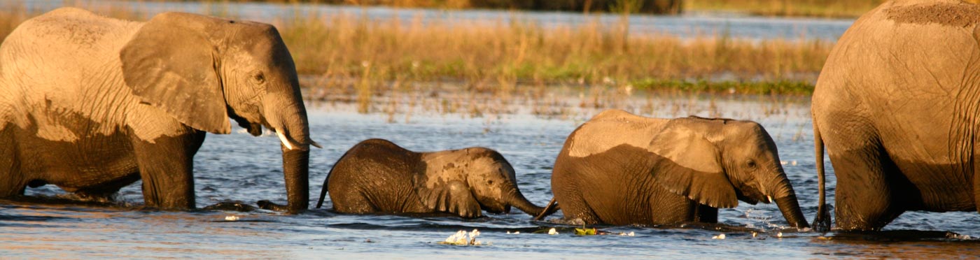 Elephants crossing Chobe River