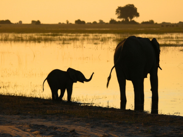 Elephants at Sunset, Chobe
