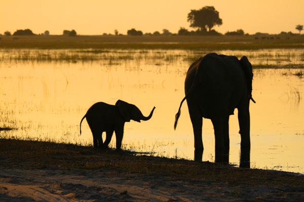 Elephants at sunset, Chobe Waterfront