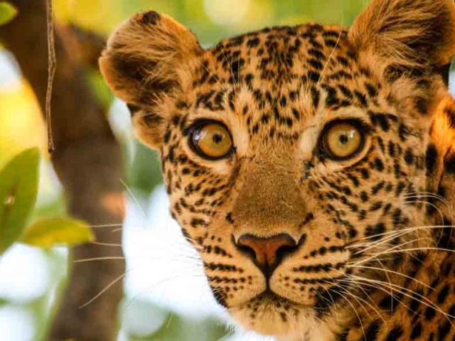 Moremi Leopard, Botswana