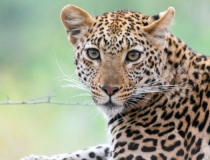 Leopard, Kruger, South Africa, banner