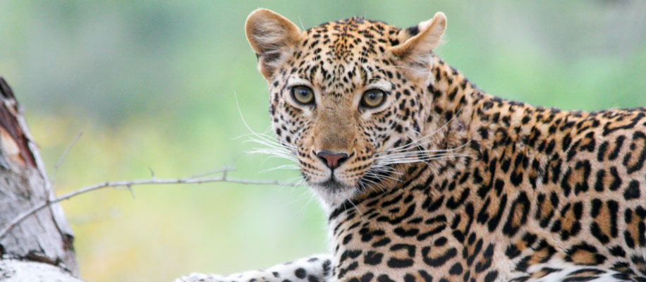 Leopard, Kruger, South Africa, banner