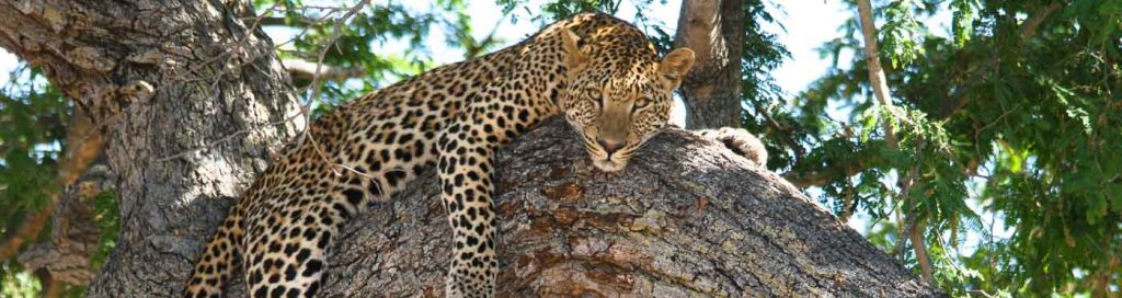 South Luangwa Leopard, Zambia