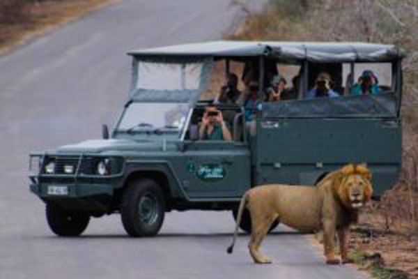 Kruger guided tour