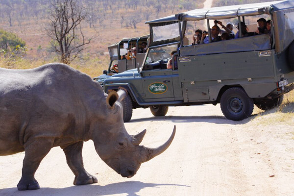 Captivating Kruger Safari, South Africa Tours and Packages