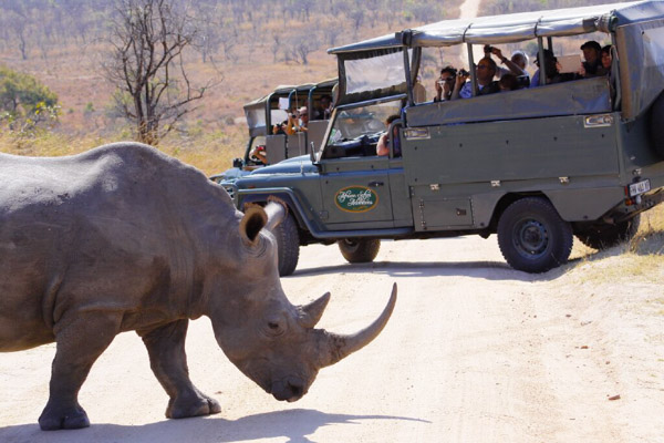 Captivating Kruger Safari