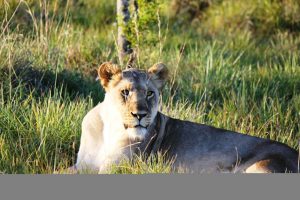 Lioness eyeing John off at Kariega