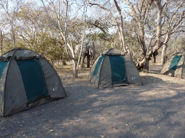 Elephant in Camp - Chobe