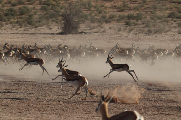 Herd of springbok running for their life in the Auob River bed