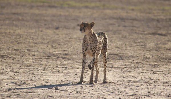 A sad looking cheetah mum - no luck on this hunt