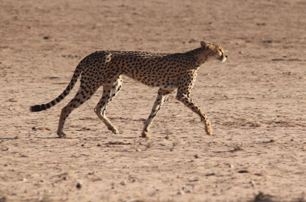 Cheetah trotting down the sand road, Kgalagadi, South Africa