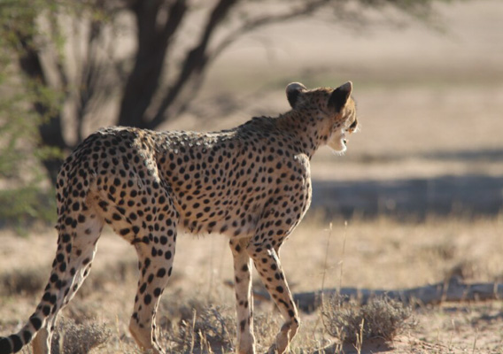 Chirping cheetah