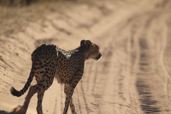 Cheetah crossing the sand road right in front of us, Kgalagadi, South Africa