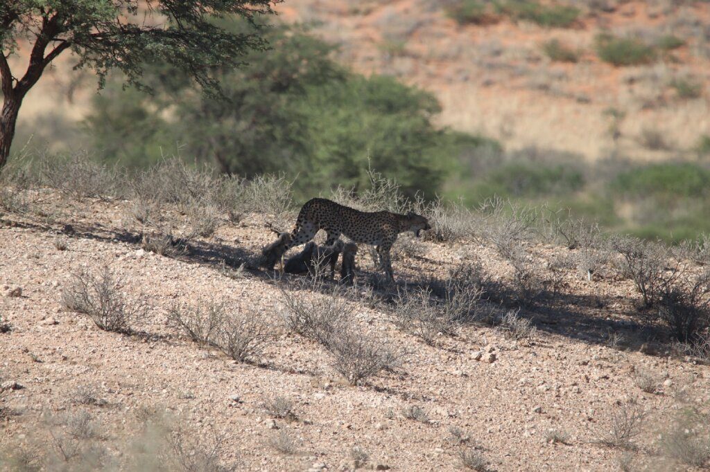 Cheetah moving down a hill with her tiny cubs, Kgalagadi, South Africa