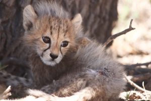 Cheetah, Kgalagadi, South Africa