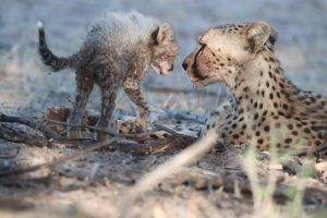 Cheetah mum and cub