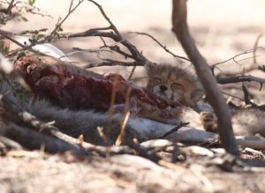 Cub sleeping on carcass