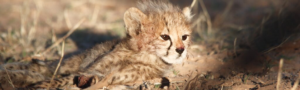 A gorgeous cheetah cub highlight by the desert sun in the Kgalagadi Transfrontier Park, South Africa