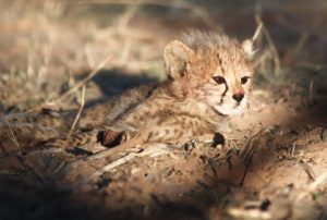 Cheetah cub in afternoon light