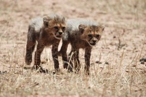 Cubs coming back to check out the carcass