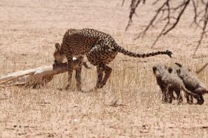 Mum dragging the dead springbok