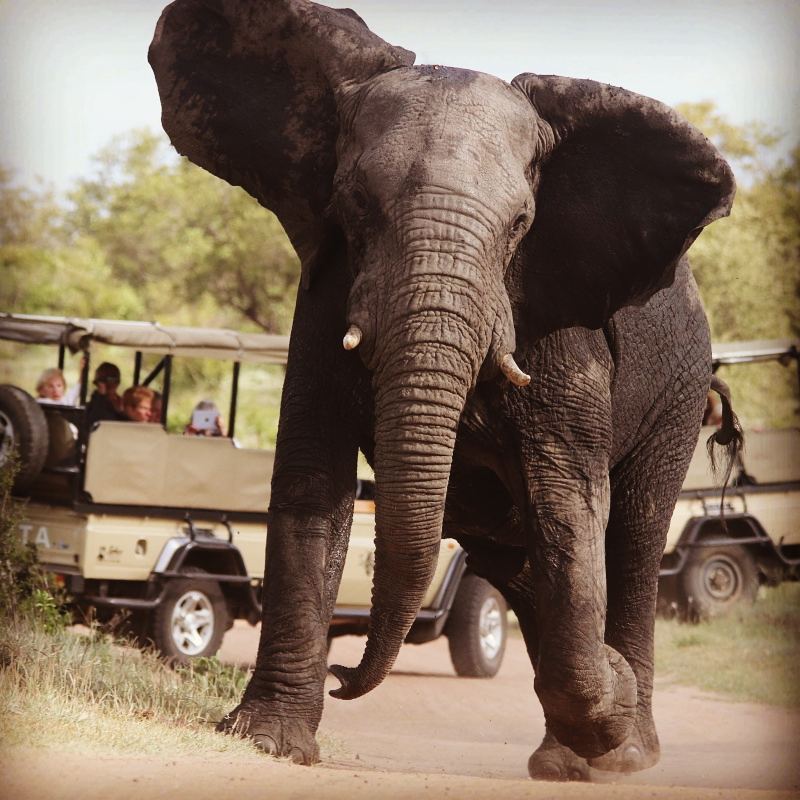 Guided safari, elephant, Kruger, South Africa