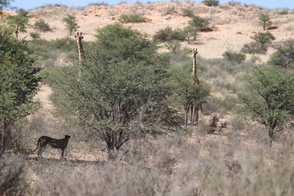 Giraffe on alert with a cheetah mum and cubs moving past, Kgalagadi, South Africa