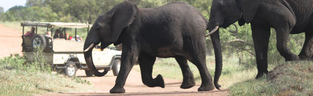 Two elephants rush across the road as a safari vehicle watches on in Kruger National Park, South Africa