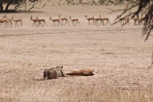 Cheetah killing springbok