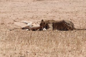 Cheetah killing springbok